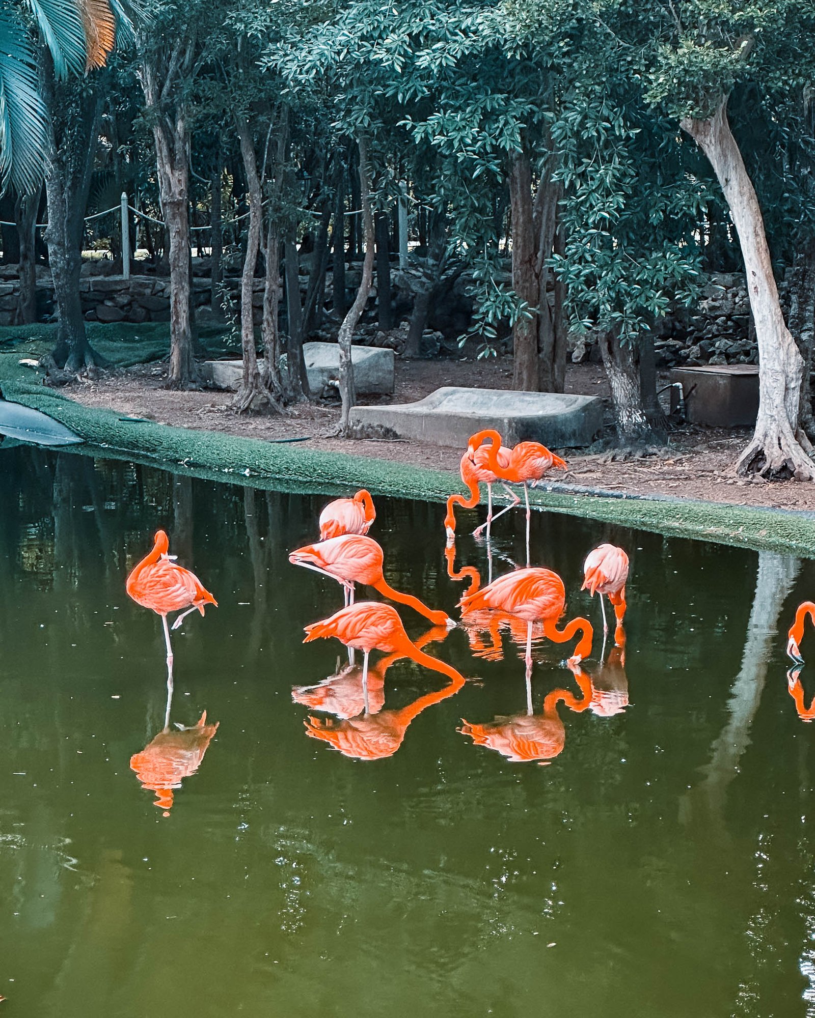 Flamengos in einem Wasserloch